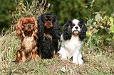 CAVALIER KING CHARLES 672